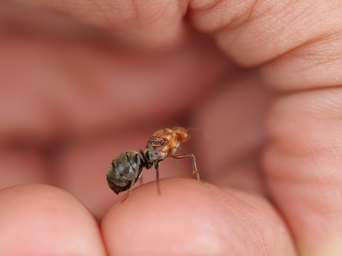 Myrmecocystus mendax (Polygynous Honeypot Ant)