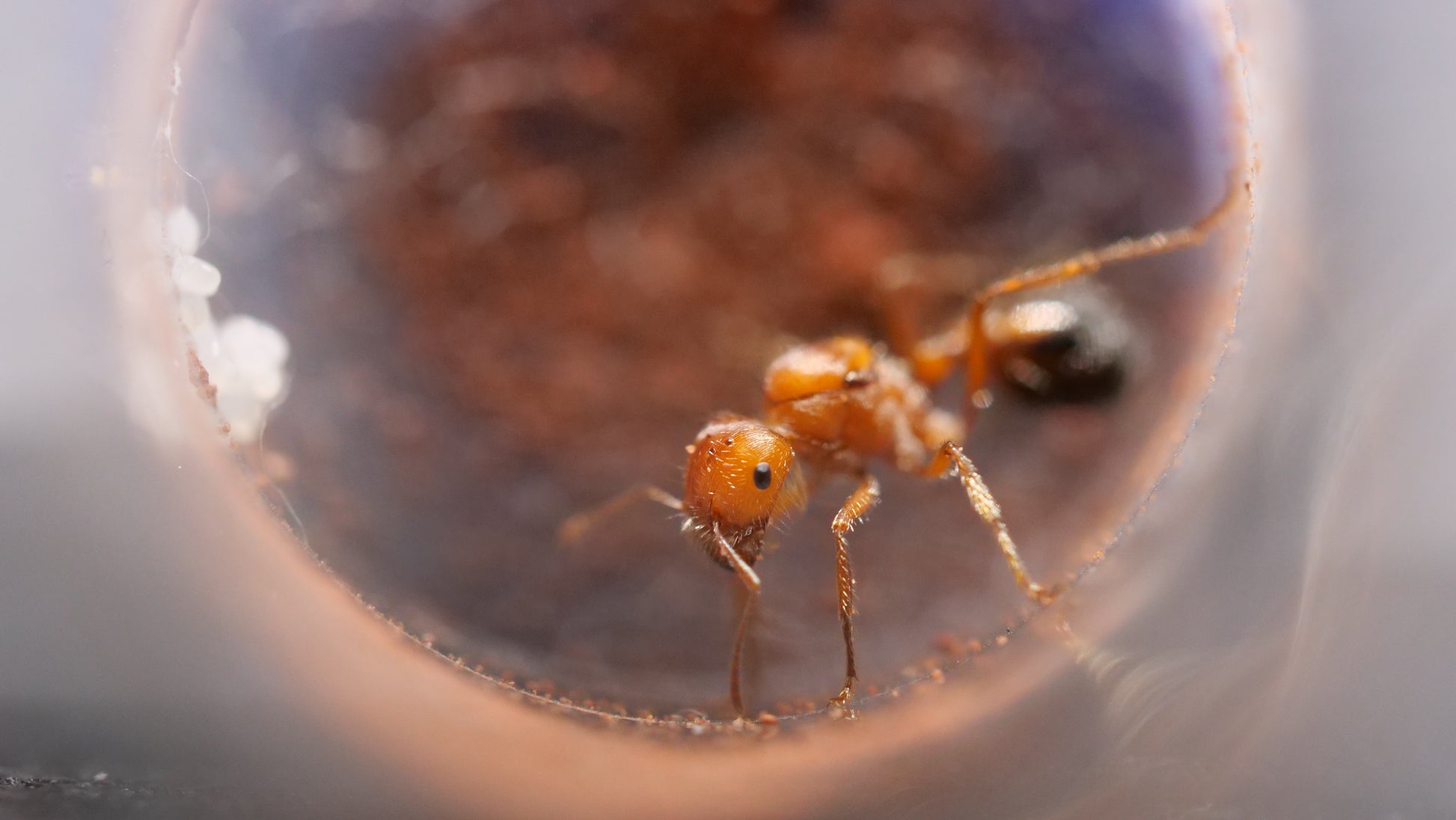 Bicolored harvester ant (Pogonomyrmex bicolor) — Royal Chamber Ants