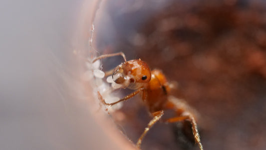Pogonomyrmex bicolor bicolored harvester ant queen — Royal Chamber Ants