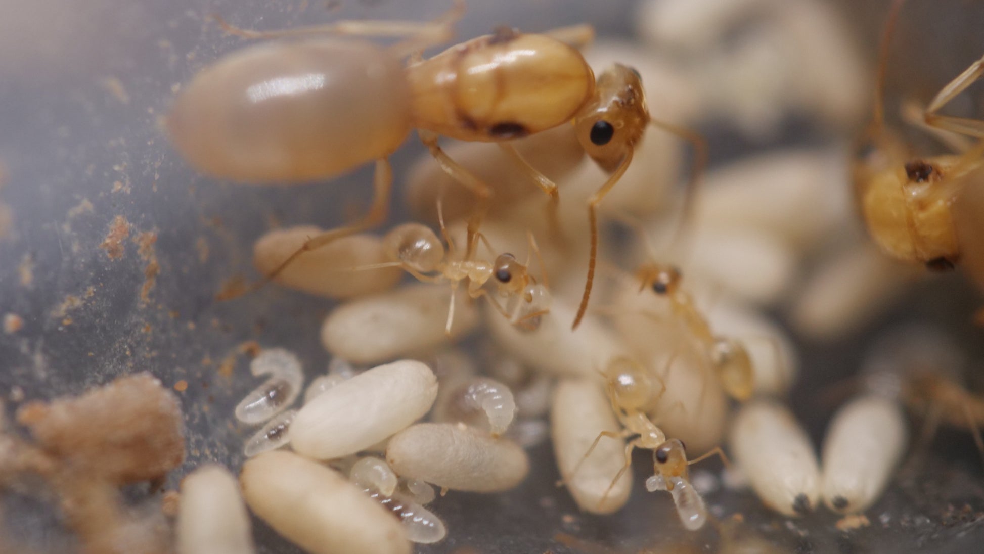 Myrmecocystus christinae polygynous honeypot ant queens — Royal Chamber Ants