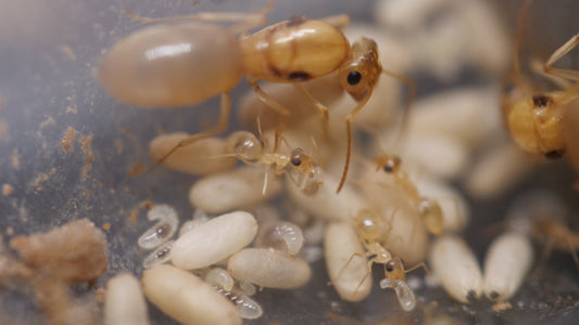 Myrmecocystus christinae polygynous honeypot ant queens — Royal Chamber Ants