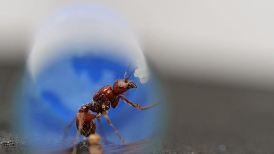 Pogonomyrmex barbatus red harvester ant queen — Royal Chamber Ants