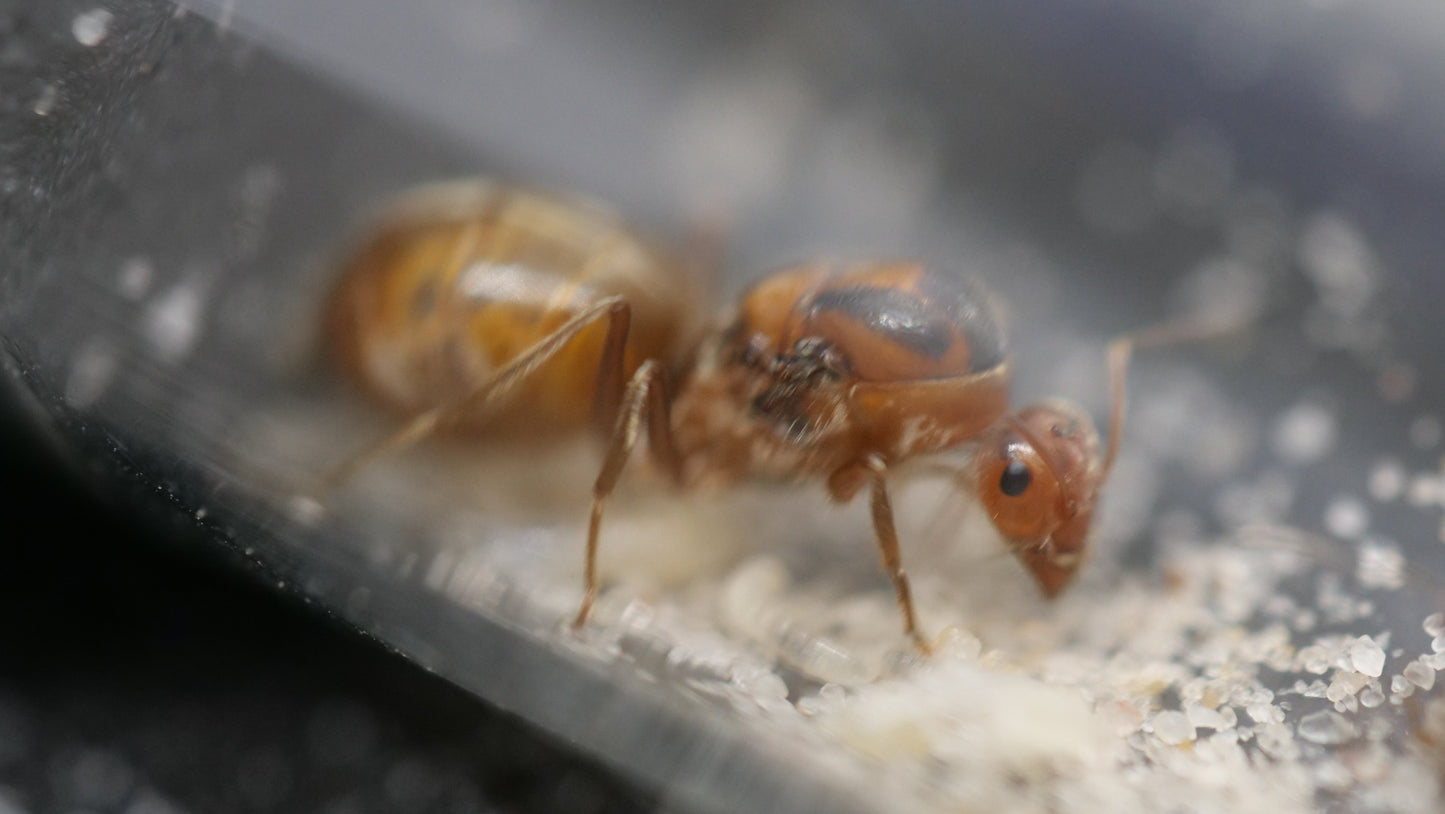 Orange honeypot ant (Myrmecocystus wheeleri) — Royal Chamber Ants