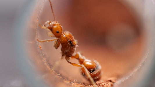 Pogonomyrmex maricopa harvester ant queen — Royal Chamber Ants