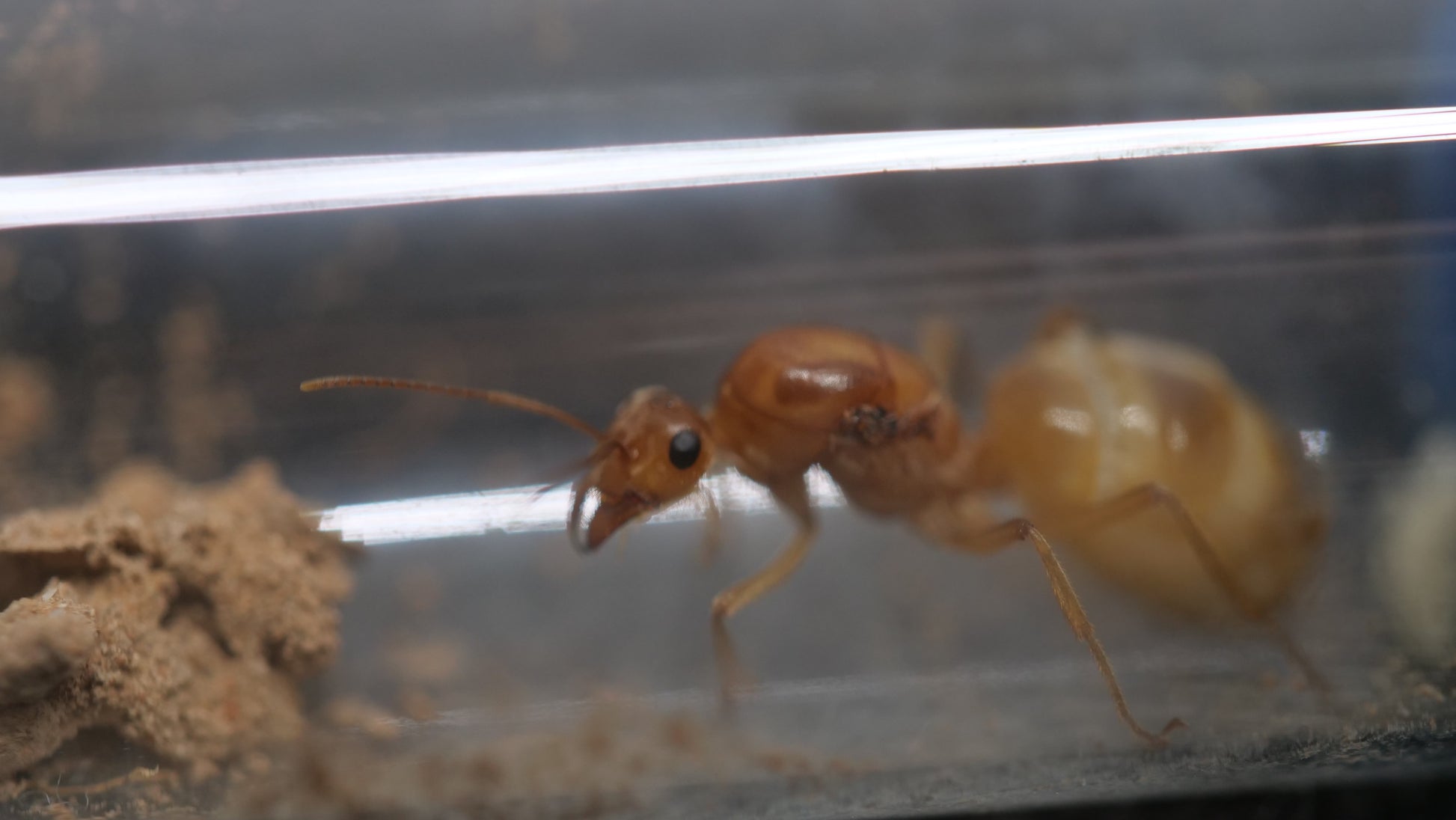 Myrmecocystus mexicanus gold honeypot ant queen — Royal Chamber Ants