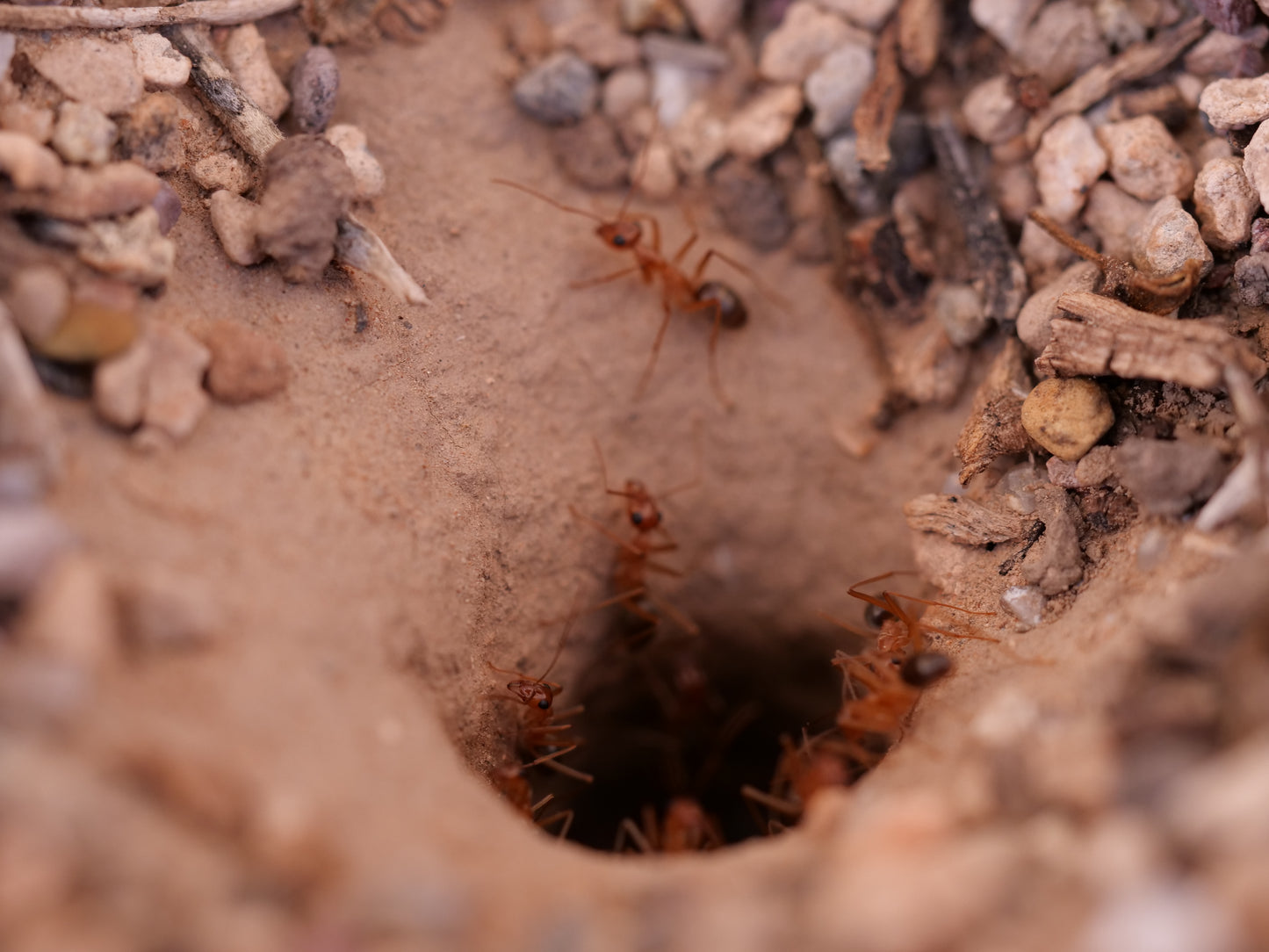 Bicolor Myrmecocystus mexicanus queen with brood — Royal Chamber Ants
