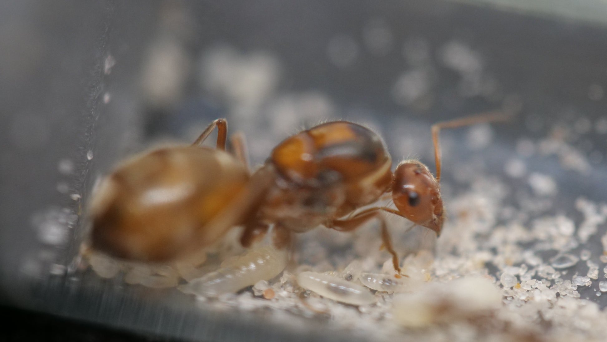Myrmecocystus wheeleri orange honeypot ant queen — Royal Chamber Ants