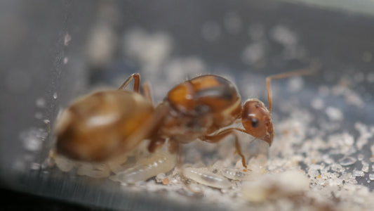 Myrmecocystus wheeleri orange honeypot ant queen — Royal Chamber Ants