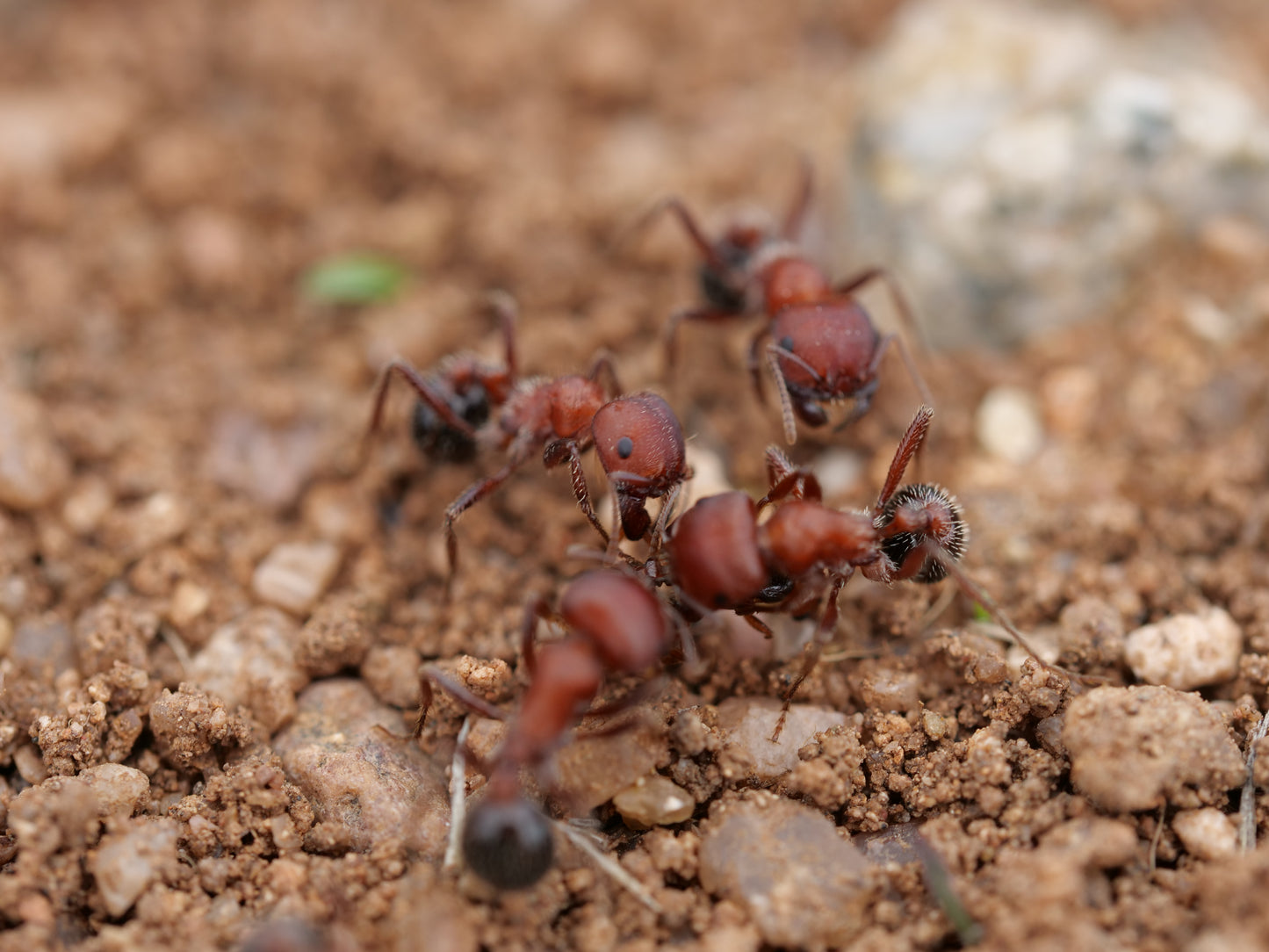 Pogonomyrmex bicolor (Arizona — Large Bicolored Harvester)