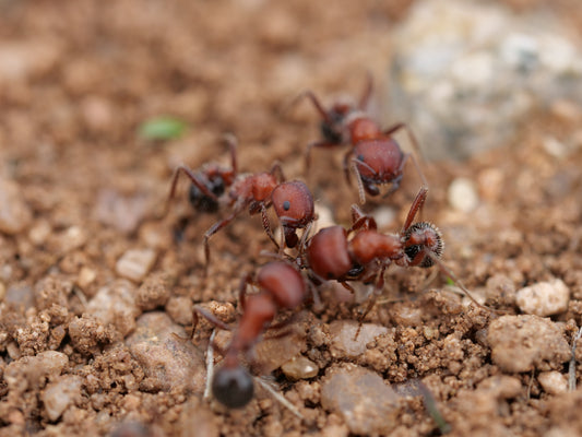 Pogonomyrmex bicolor (Arizona — Large Bicolored Harvester)