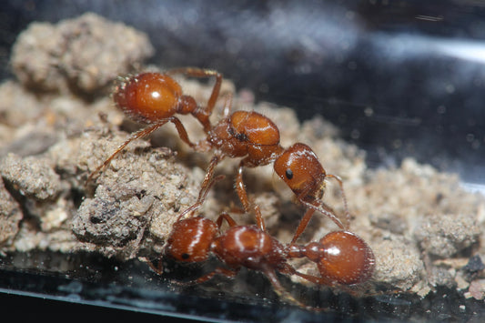 Pogonomyrmex californicus California harvester ant queens — Royal Chamber Ants