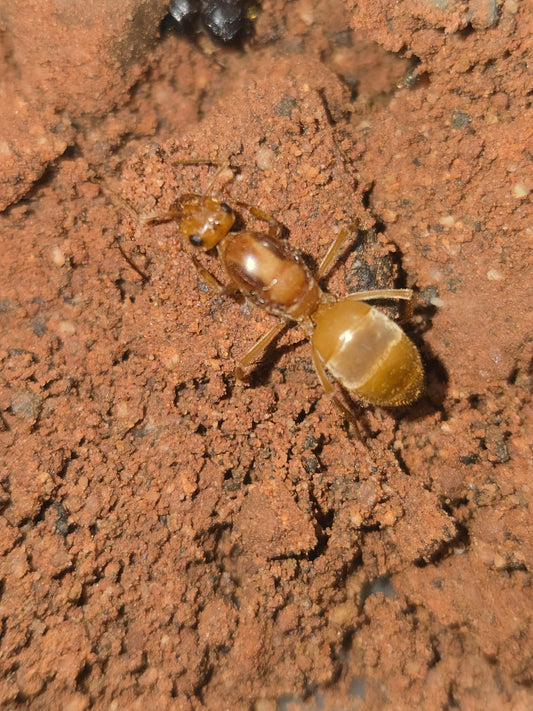 Myrmecocystus mexicanus gold honeypot ant queen — Royal Chamber Ants