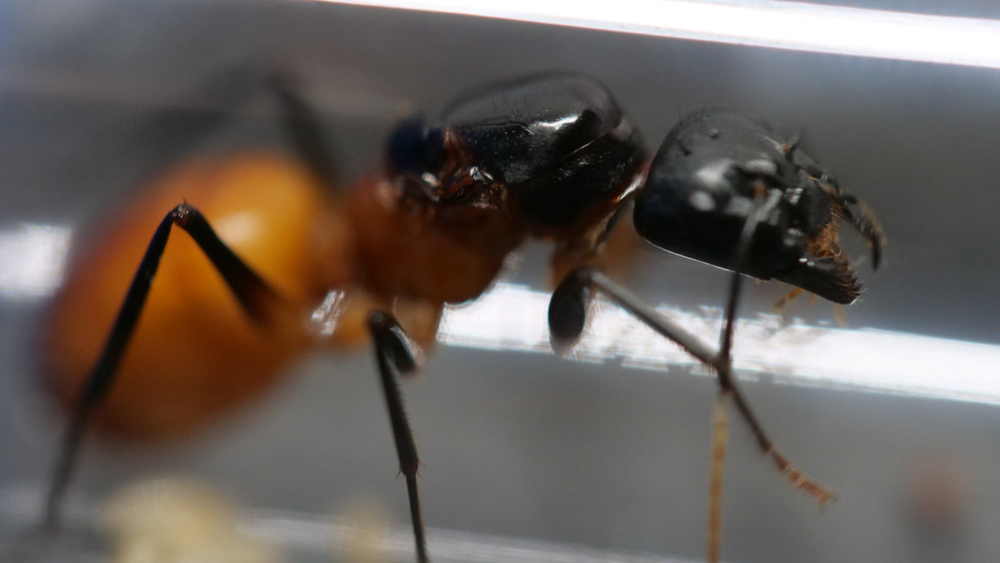 Camponotus ocreatus carpenter ant queen — Royal Chamber Ants