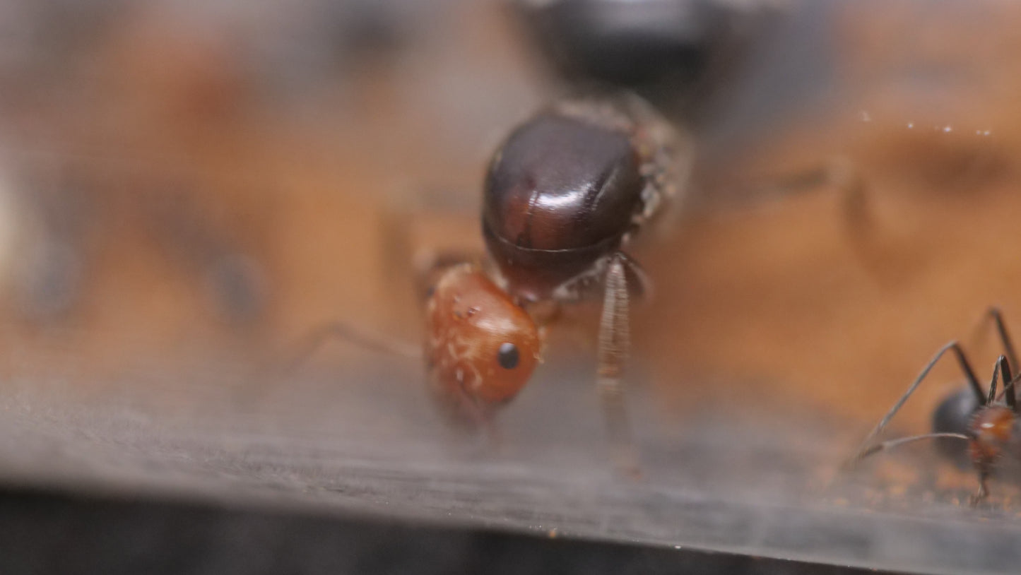 Myrmecocystus placodops cherry-red honeypot ant queen — Royal Chamber Ants