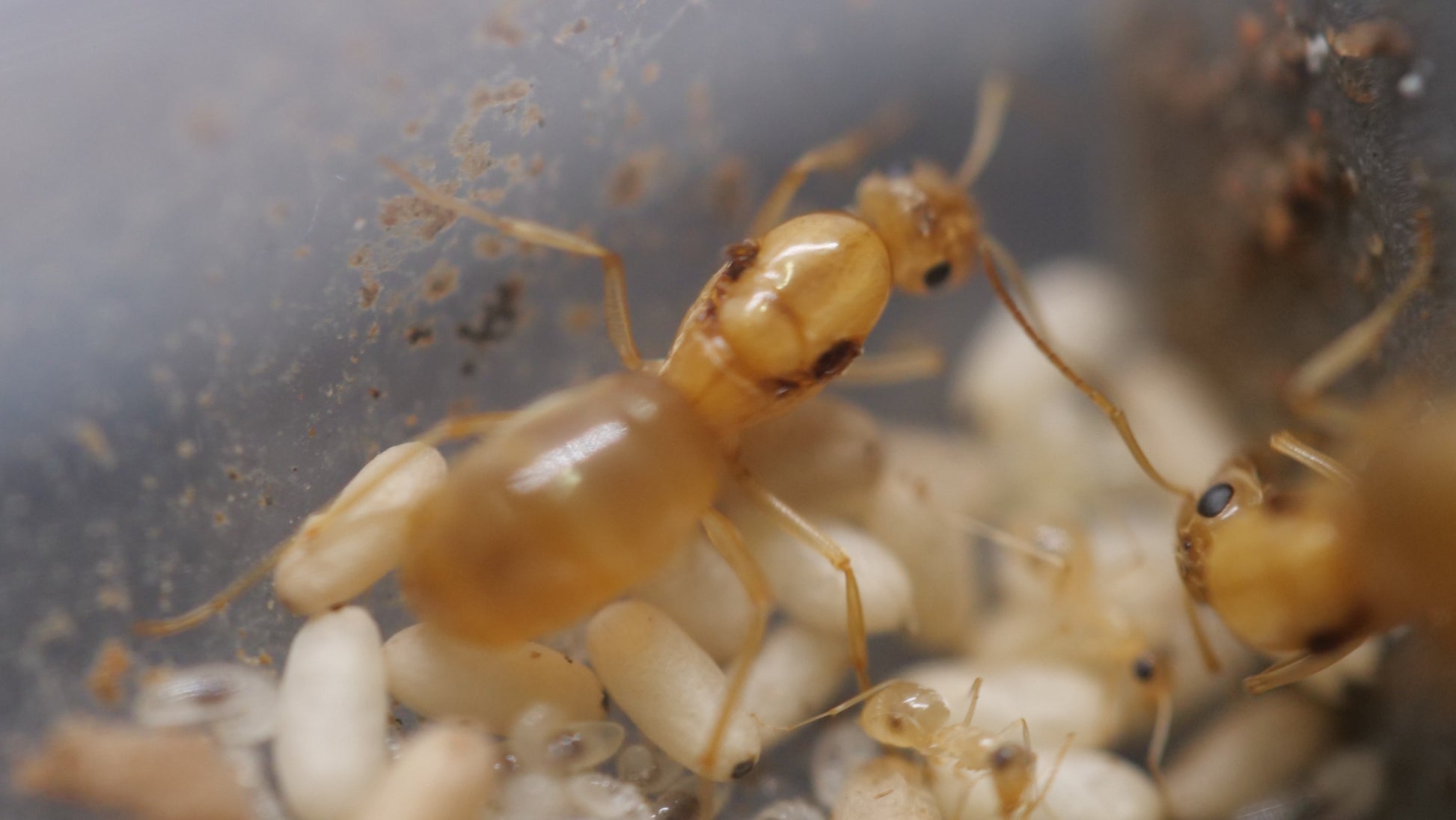 Polygynous honeypot ant colony (Myrmecocystus christinae) — Royal Chamber Ants