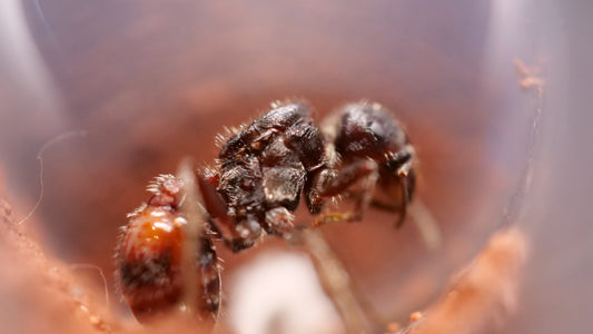 Pogonomyrmex rugosus black morph rough harvester ant queen — Royal Chamber Ants