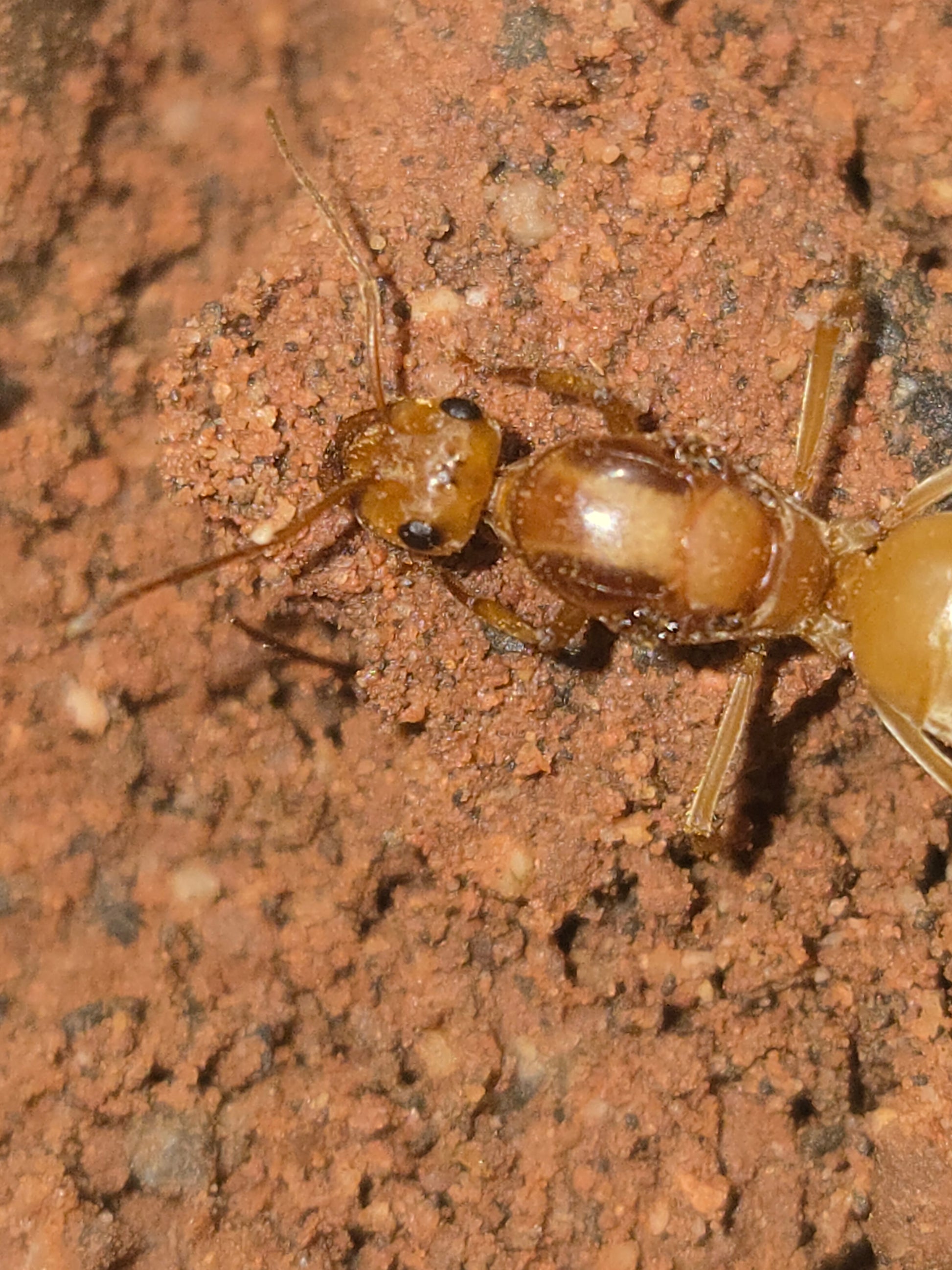 Gold honeypot ant (Myrmecocystus mexicanus) queen — Royal Chamber Ants