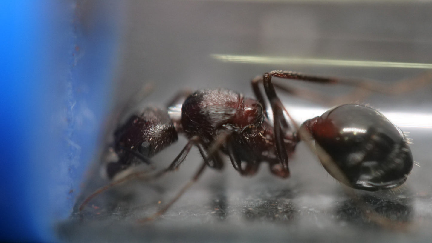 Novomessor albisetosus long-legged desert ant queen — Royal Chamber Ants