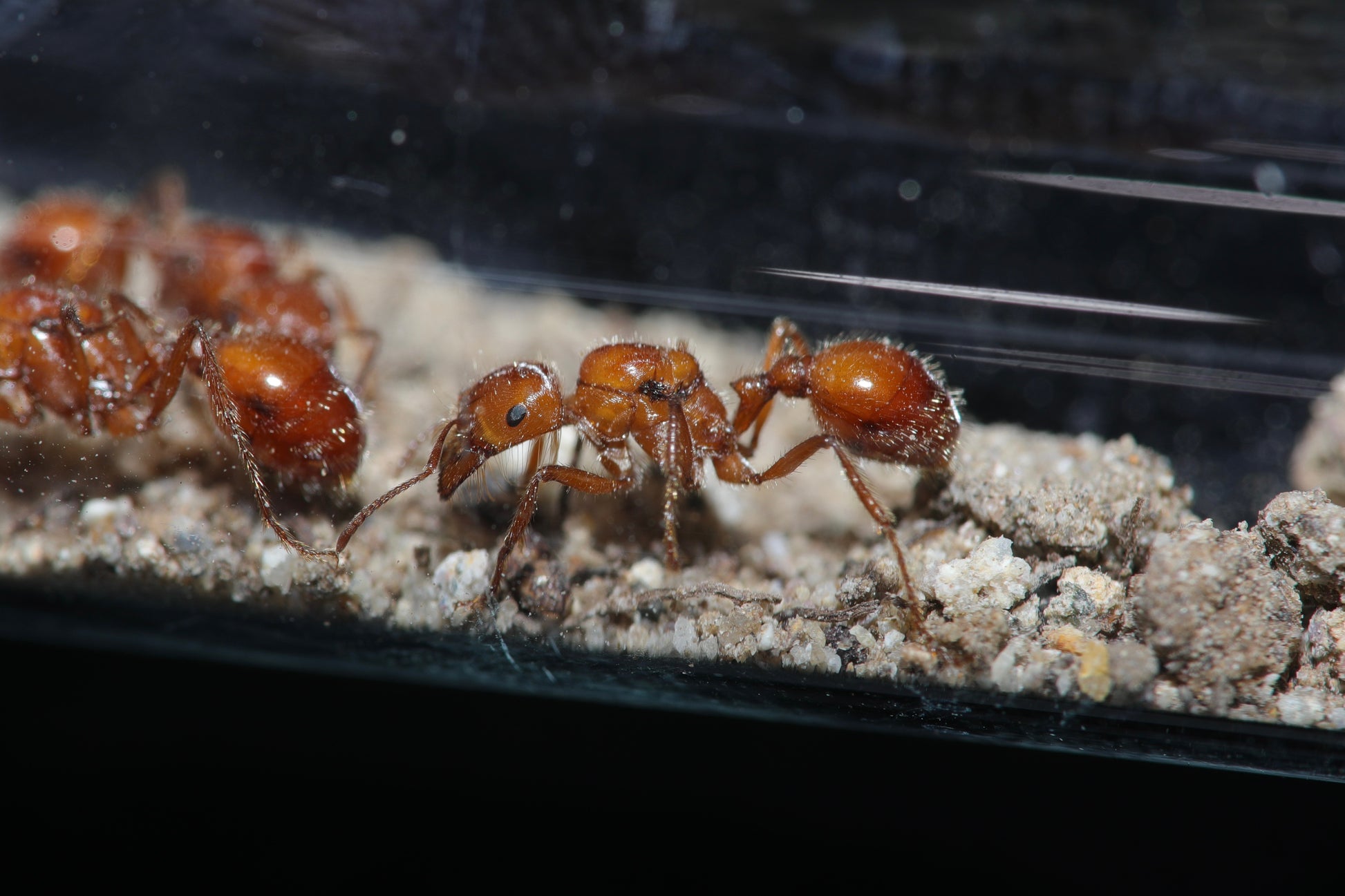 California harvester ant (Pogonomyrmex californicus) — Royal Chamber Ants