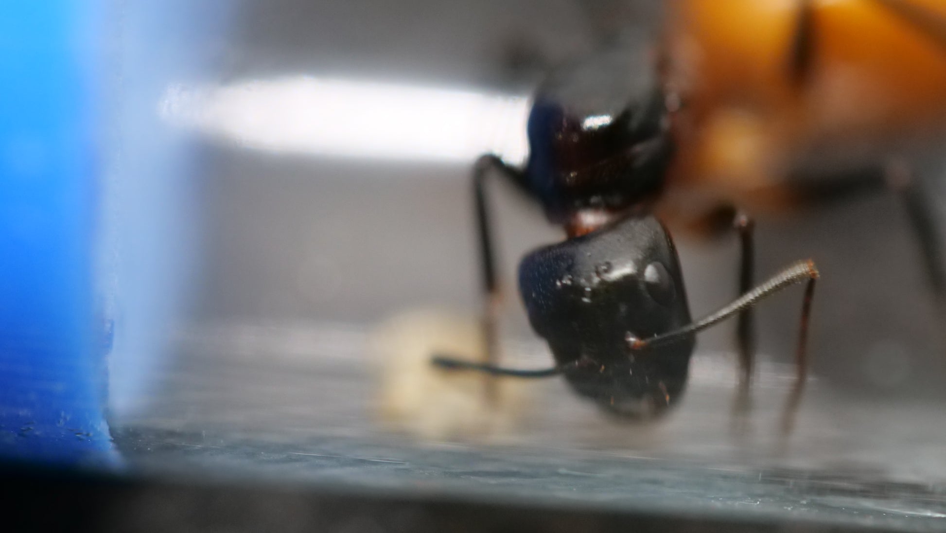 Camponotus ocreatus queen and workers — Royal Chamber Ants