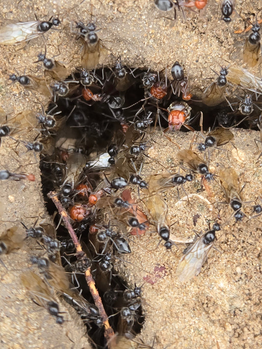 Cherry Red honey pot ant colony