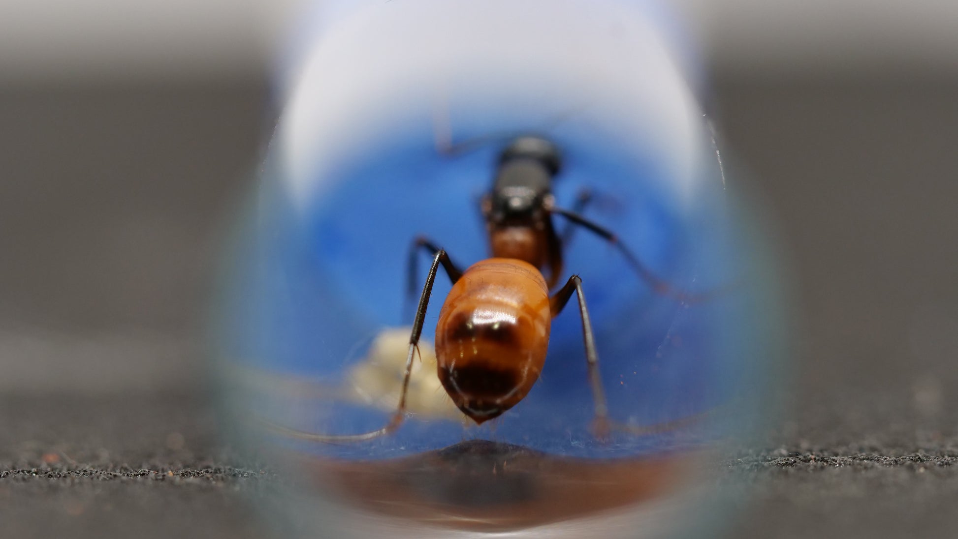 Carpenter ant (Camponotus ocreatus) — Royal Chamber Ants