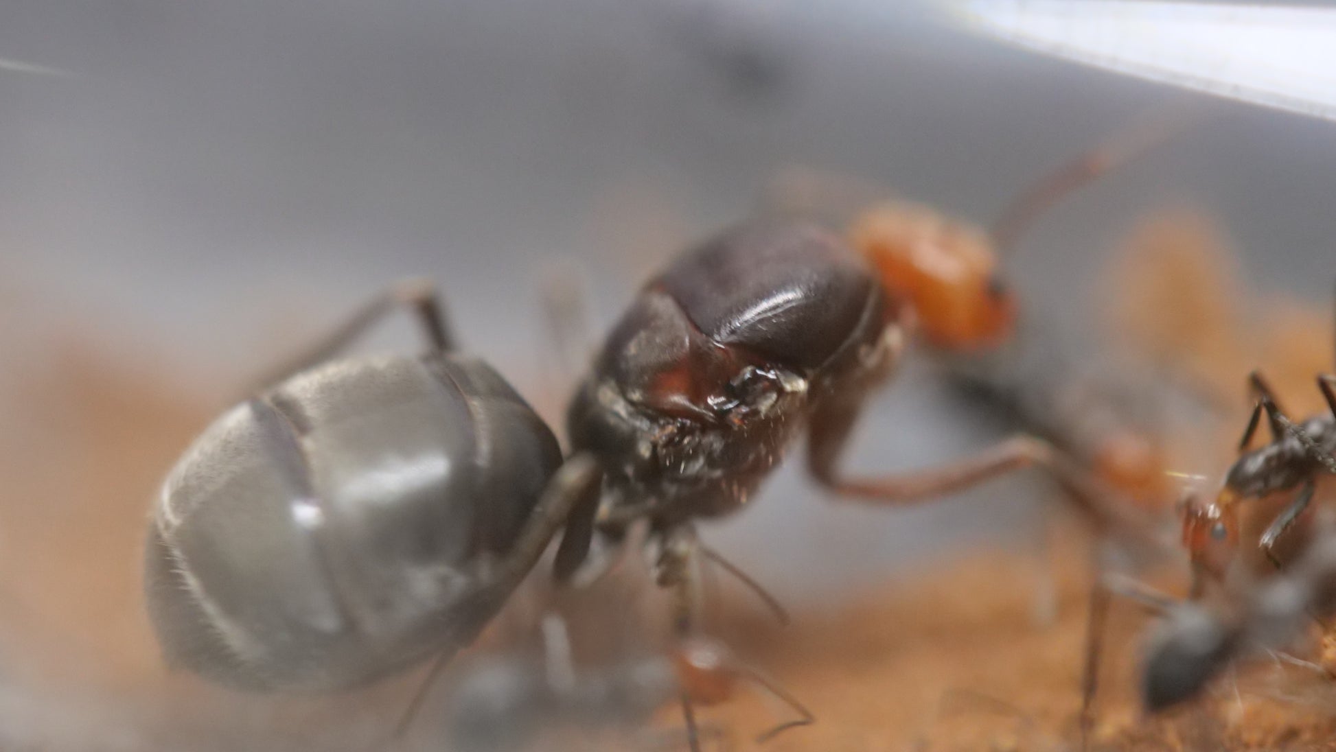 Cherry-red honeypot ant (Myrmecocystus placodops) — Royal Chamber Ants