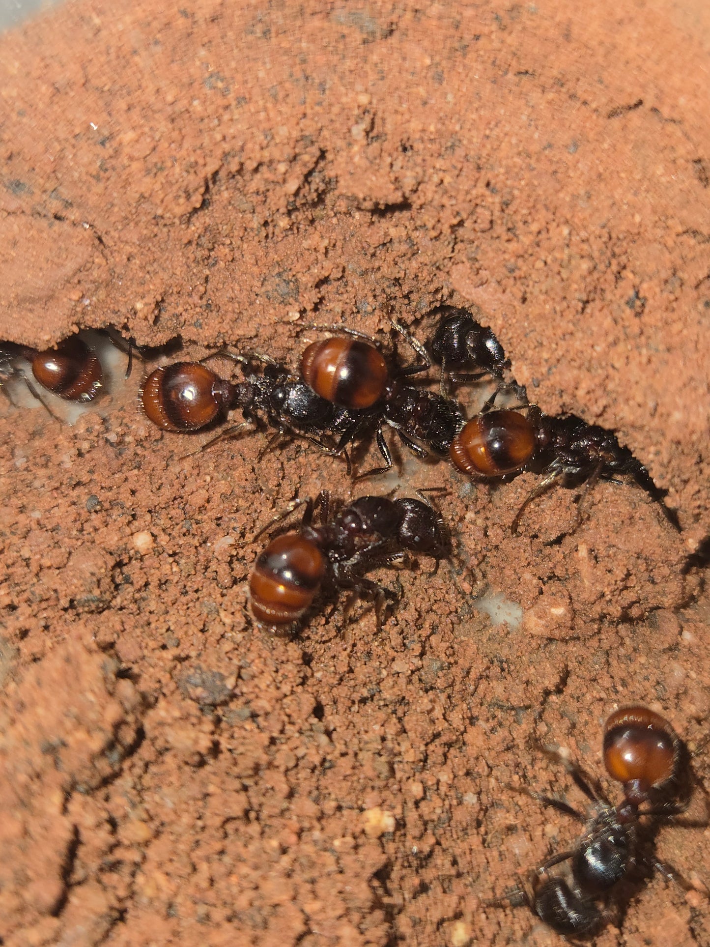 Rough harvester ant (Pogonomyrmex rugosus) — Royal Chamber Ants
