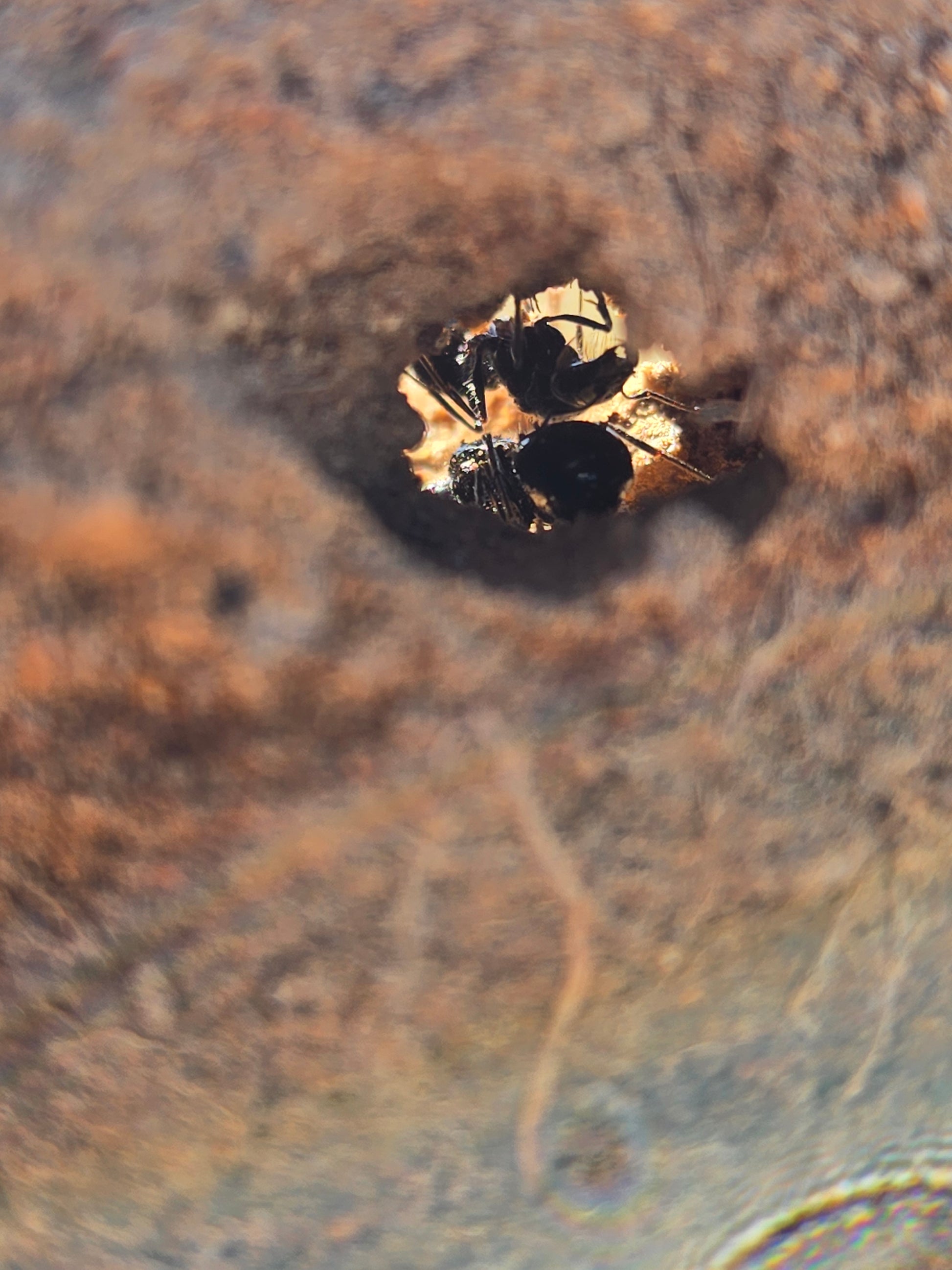 Veromessor pergandei jet black harvester ant — Royal Chamber Ants