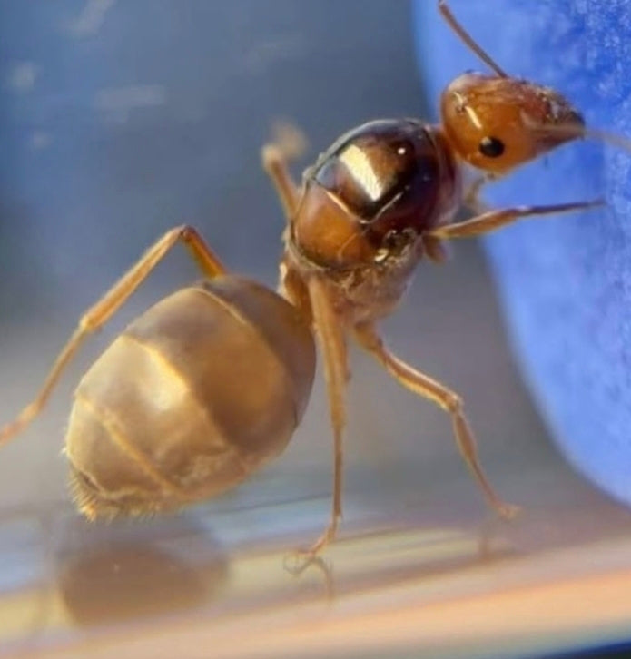 Myrmecocystus kennedyi citrus honeypot ant colony — Royal Chamber Ants