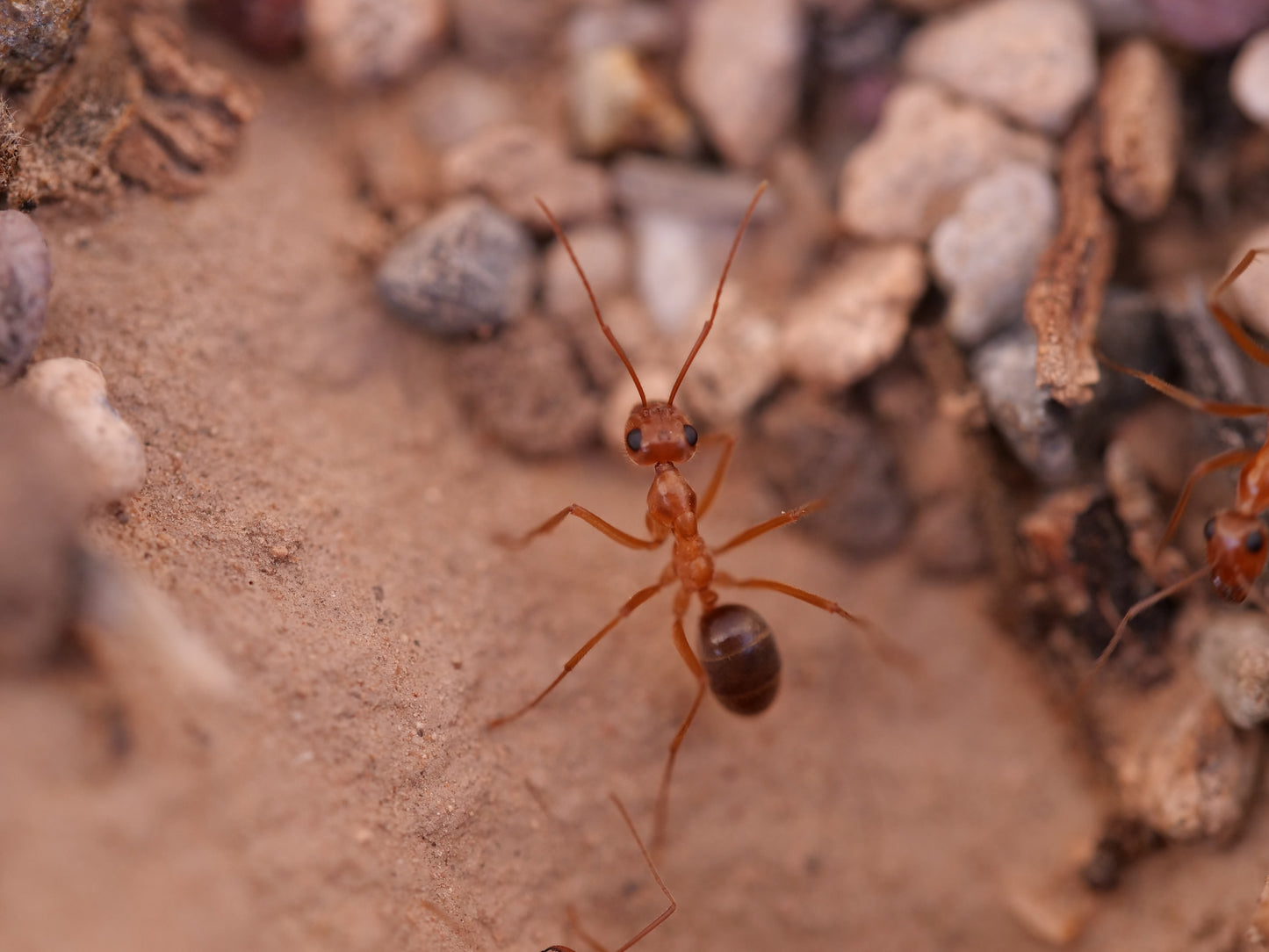 Myrmecocystus mexicanus AZ bicolor gold honeypot ant queen — Royal Chamber Ants