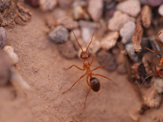Myrmecocystus mexicanus AZ bicolor gold honeypot ant queen — Royal Chamber Ants