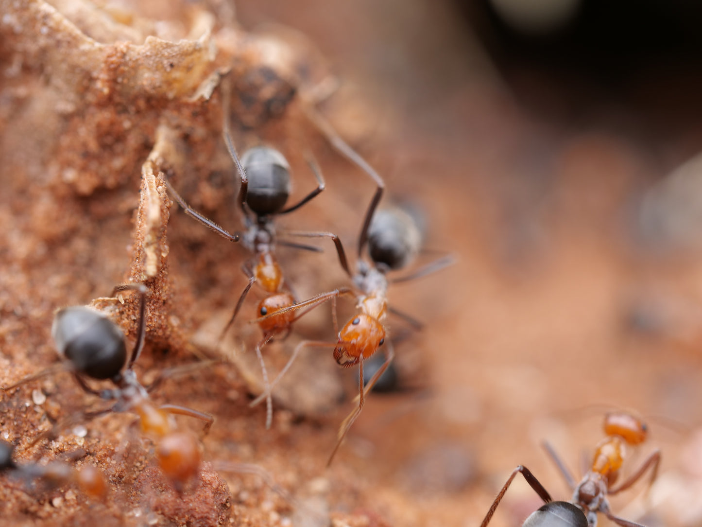 Myrmecocystus mendax (Polygynous Honeypot Ant)