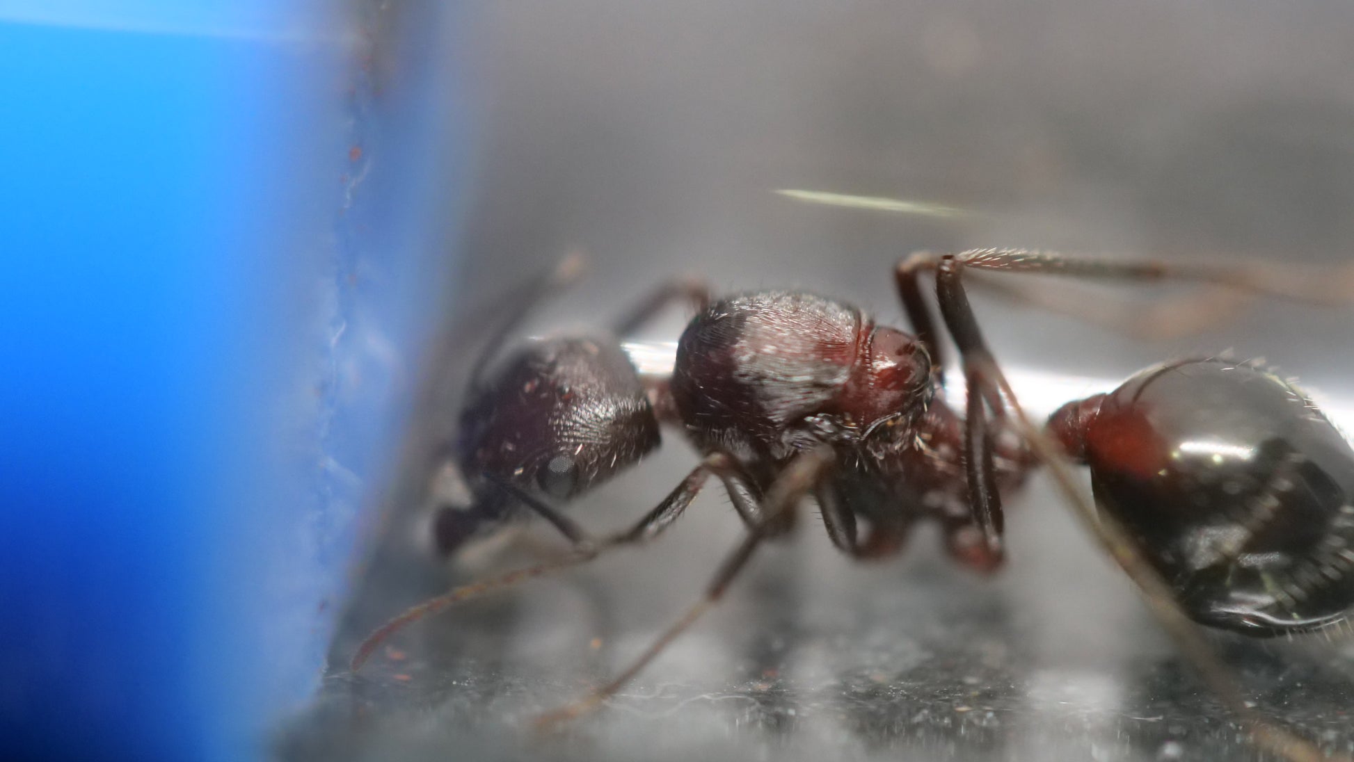 Long-legged desert ant (Novomessor albisetosus) — Royal Chamber Ants