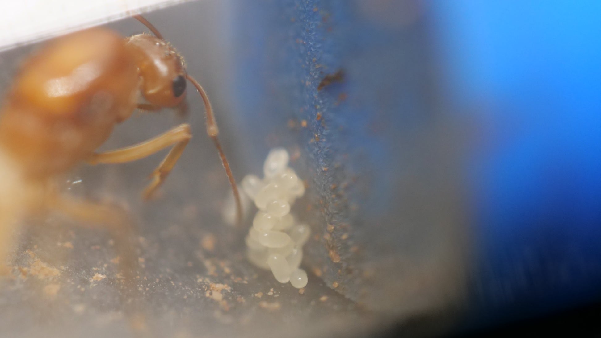 Gold honeypot ant (Myrmecocystus mexicanus) — Royal Chamber Ants