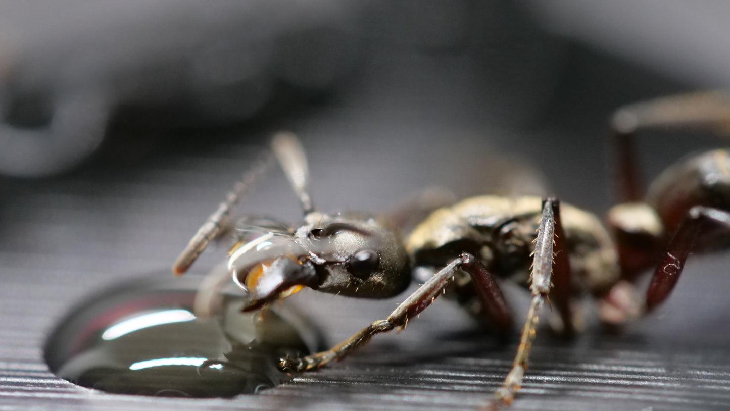 Neoponera villosa (Predatory Ponerine Ant)